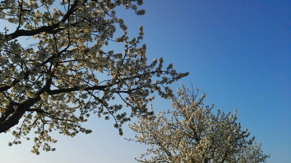 Bäume mit Frühlingsblüten (Symbolbild)