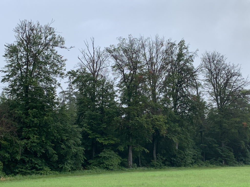 Die geschädigten Baumkronen sind sehr gut zu erkennen - unter solchen Bäumen sollte man sich nie länger aufhalten. (Foto Landratsamt Rhein-Neckar-Kreis)