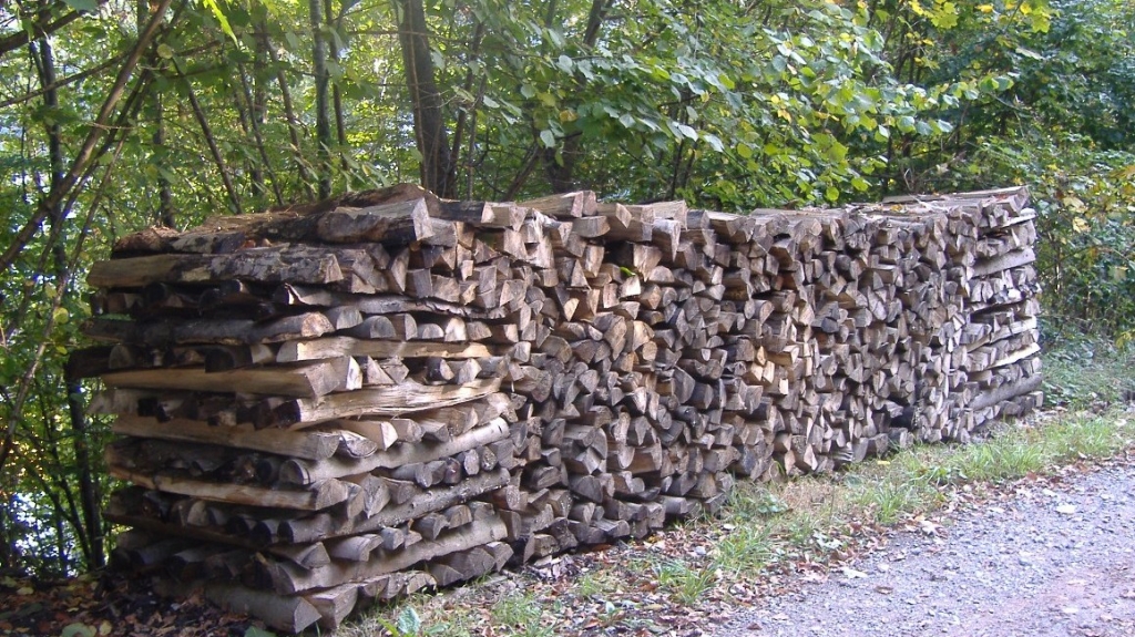 Brennholz, das im Wald lagert. Foto Kreisforstamt