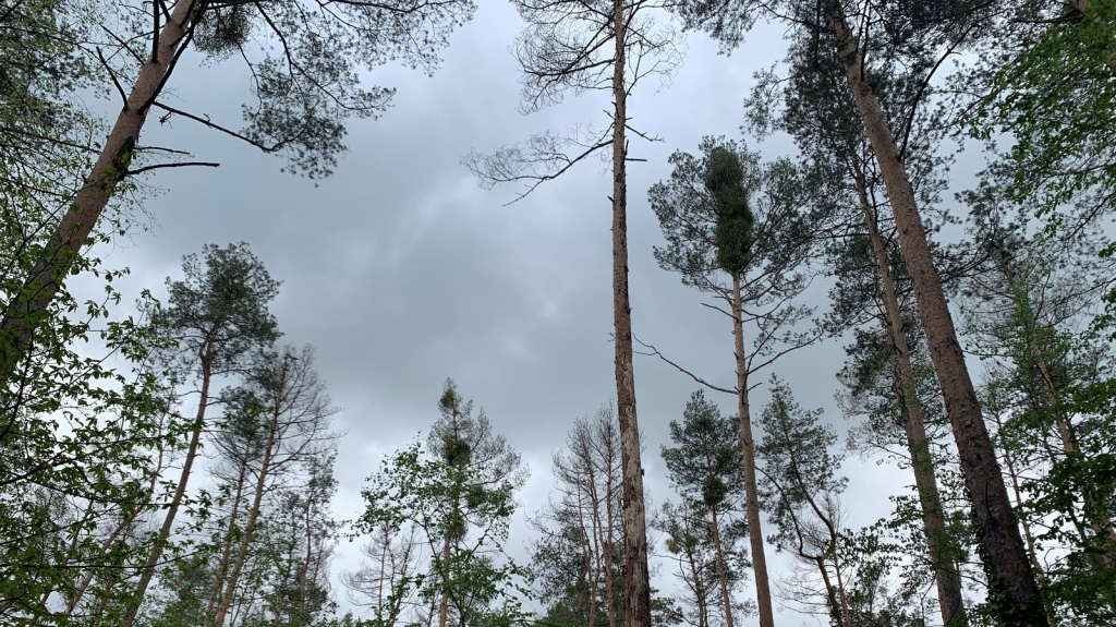 Foto aus dem Oftersheimer Wald mit kranken Bäumen