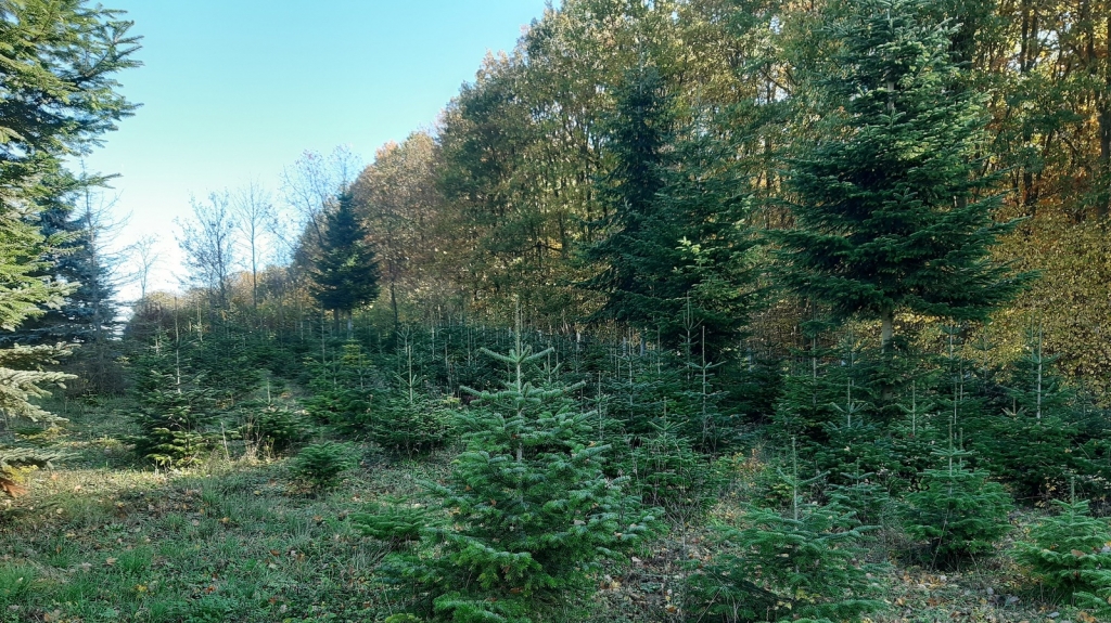 Weihnachtsbäume aus regionalen Odenwälder Kulturen (Foto Landratsamt Rhein-Neckar-Kreis)