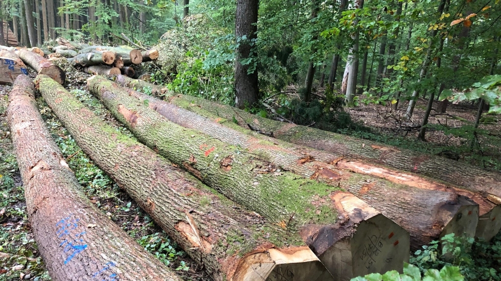 Gefällte Bäume: Die Nachfrage nach heimischen Hölzern ist groß: Das Kreisforstamt vermarktet sein Holz aus dem Rhein-Neckar-Kreis regional. (Quelle: Landratsamt Rhein-Neckar-Kreis)