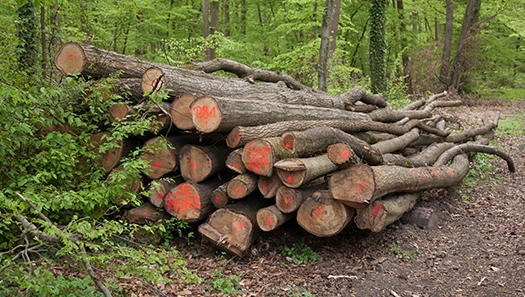 Gemischtes Brennholzpolter aus verschiedenen Laubbaumarten. Dieses Holz kann am Waldweg von Brennholzkunden aufgearbeitet werden. Foto: RNK