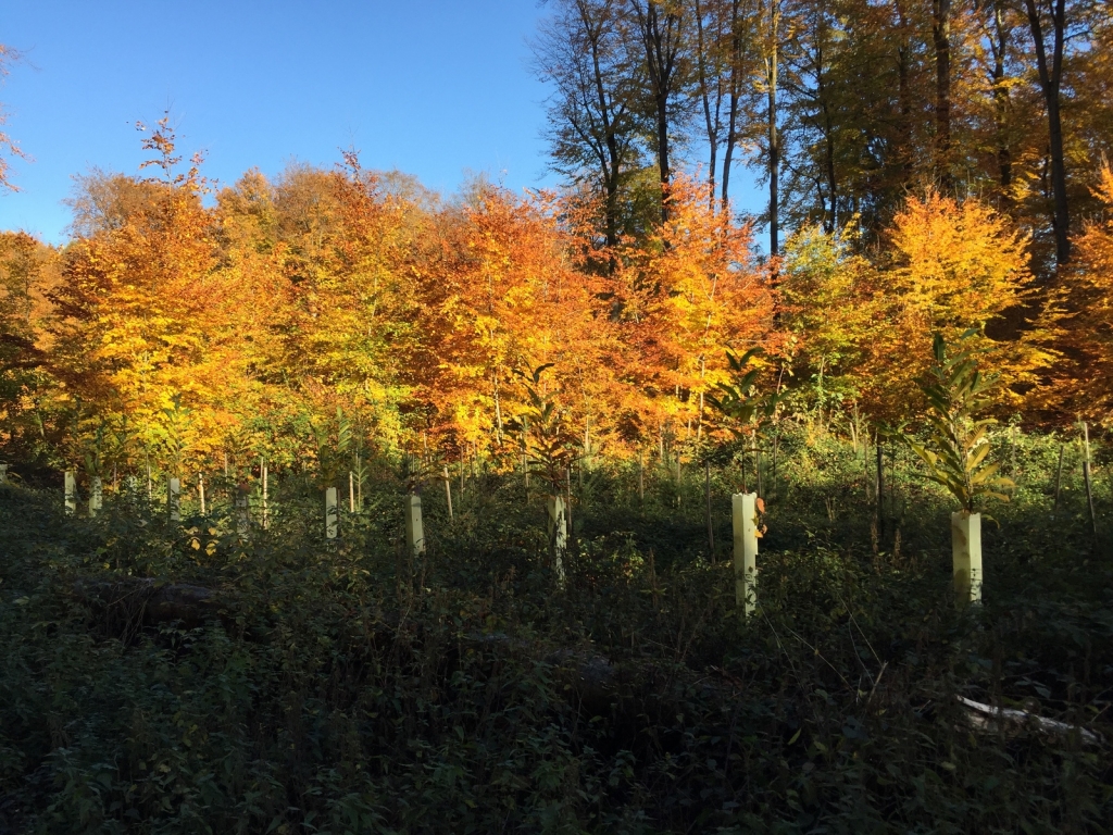 Schönes Licht- und Schattenspiel: Kreisforstamt pflanzt im Frühwinter 2020 auf verschieden Waldflächen im Kreis 39.000 Bäumchen von 17 verschiedenen Baumarten. (Foto Landratsamt Rhein-Neckar-Kreis)