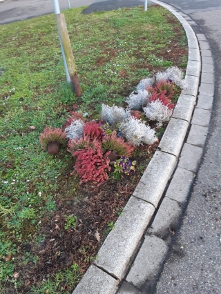 Herausgerissene Blumen in der Hardtwaldsiedlung. 