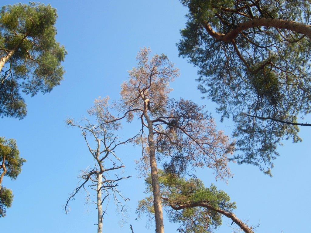Kahle Bäume und hängende Blätter: Hitze und Trockenheit stressen die Nadel- und Laubbäume in den Wäldern des Rhein-Neckar-Kreises.  (Foto Landratsamt Rhein-Neckar-Kreis)