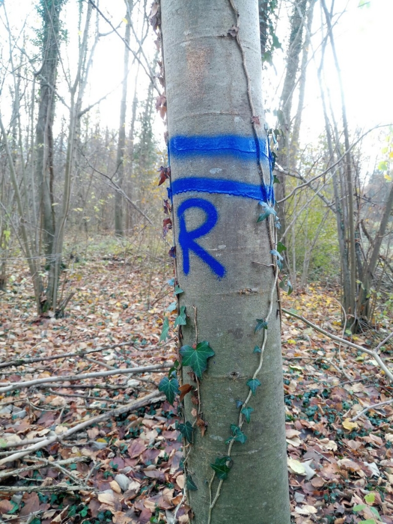 Bild 3 Baum mit blauem R für Rückegasse
