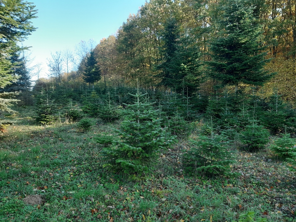 Weihnachtsbäume aus regionalen Odenwälder Kulturen (Foto Landratsamt Rhein-Neckar-Kreis)