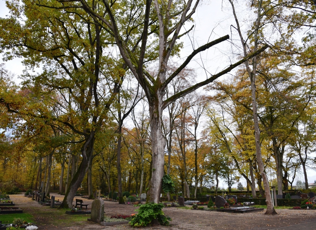 Baumpflegearbeiten im Ortsgebiet - dieser Baum auf dem Friedhof stirbt und wird gefällt.