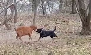 Ein bislang unbekannter Hund attackiert eine Ziege. Bild eines Passanten