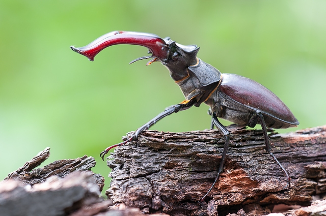 Das imposante „Geweih“ des Hirschkäfer-Männchens ist eigentlich der extrem vergrößerte Oberkiefer des Käfers. Bildautor: LUBW, Torsten Bittner. 