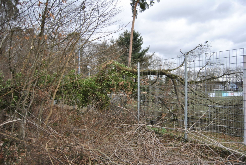 Sturmschaden: Baum durchbricht Zaun auf dem Sportgelände der SGO