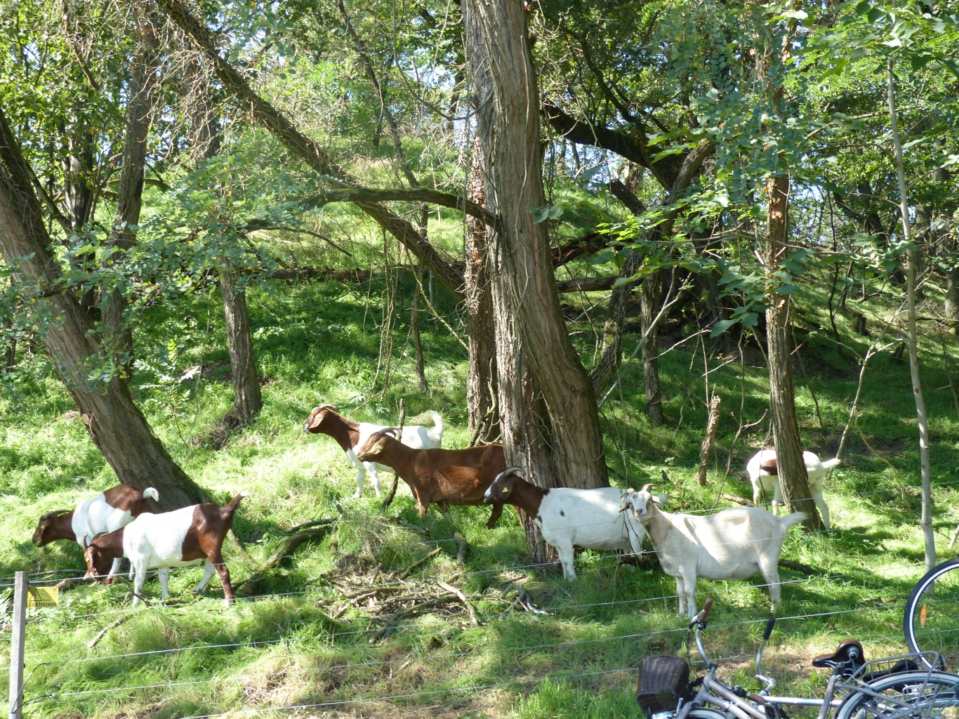 Die Ziegen fanden ebenfalls ihren Weg zum Tag des Waldes. 