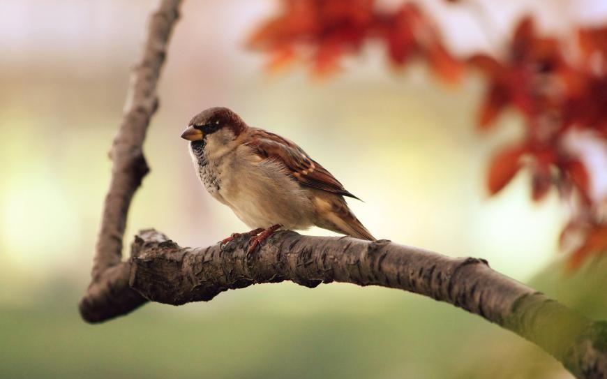 Ein Vogel auf einem Ast