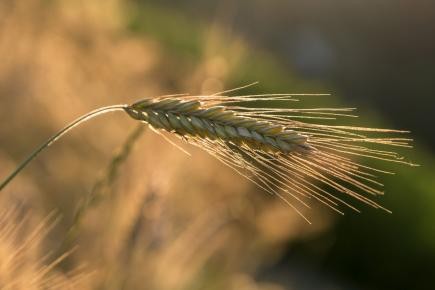 barley-5399915_1920
