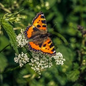 little-fox-5401809_1920