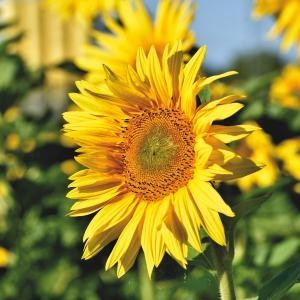 sunflower-5389943_1920