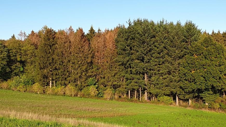 (Quelle: Landratsamt Rhein-Neckar-Kreis) Sogenannte Überwinterungsbäume von Borkenkäfern. (Quelle: Landratsamt Rhein-Neckar-Kreis) Sogenannte Überwinterungsbäume von Borkenkäfern.