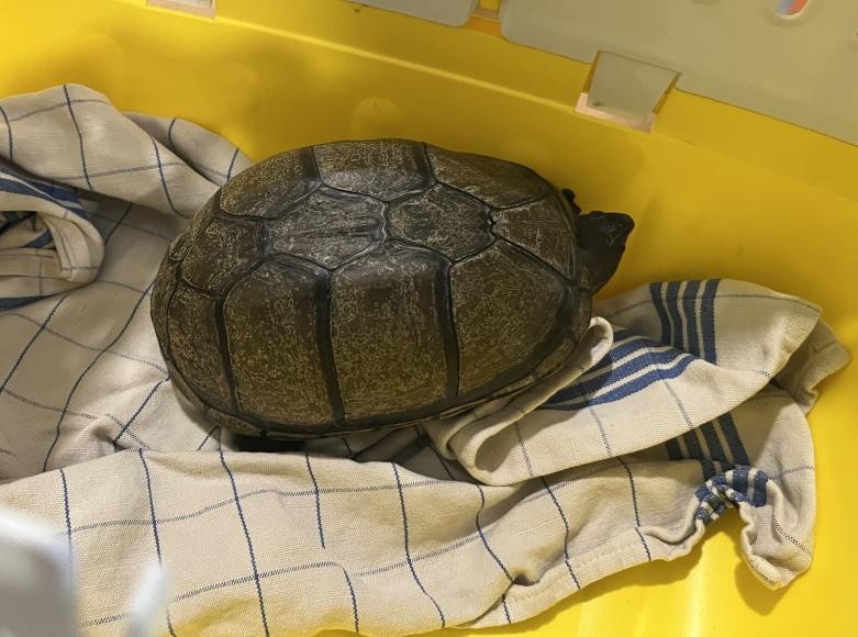 Die Klappschildkröte in einer Transportbox Die Klappschildkröte in einer Transportbox