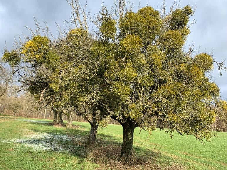 Ein von Misteln befallener Baum (Bild: LEV)