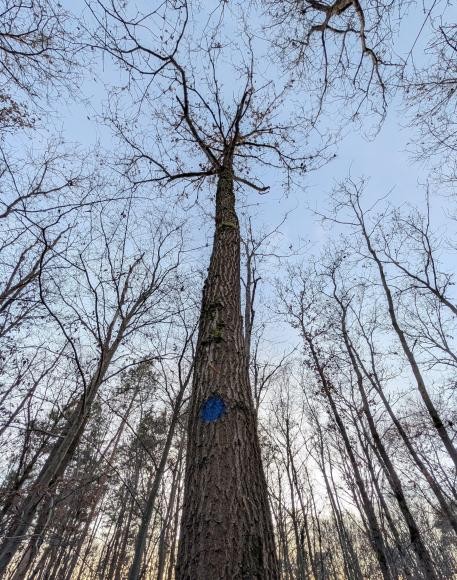 Blick in die Krone eines jungen „Zukunftsbaumes“. (Foto: Kreisforstamt)