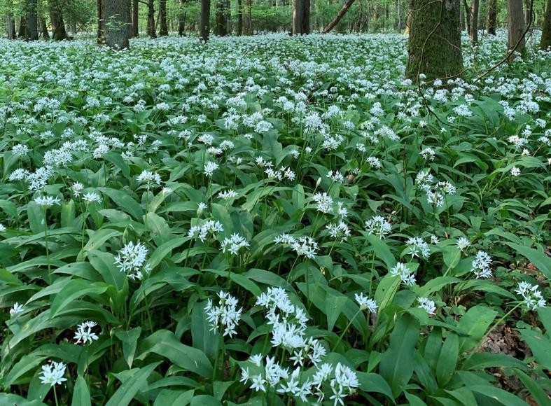 Bärlauch im Wald. Quelle: Landratsamt Rhein-Neckar-Kreis