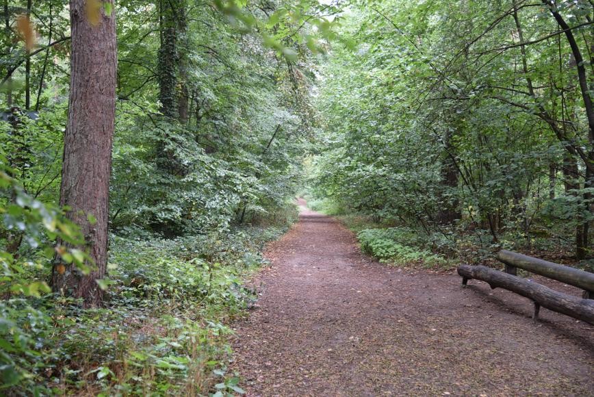 Waldweg in Oftersheim