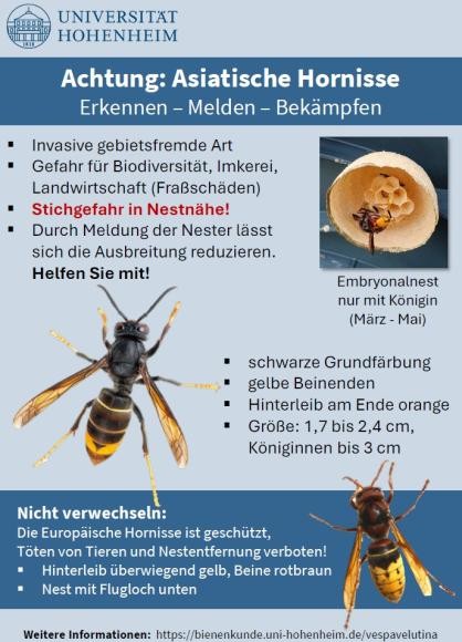 Flyer zur Asiatischen Hornisse mit Abbildungen