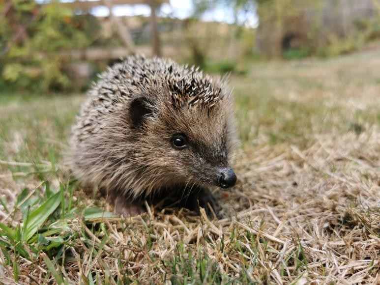 Igel schaut in die Kamera. Bildquelle: NABU / Roger Cornitzius