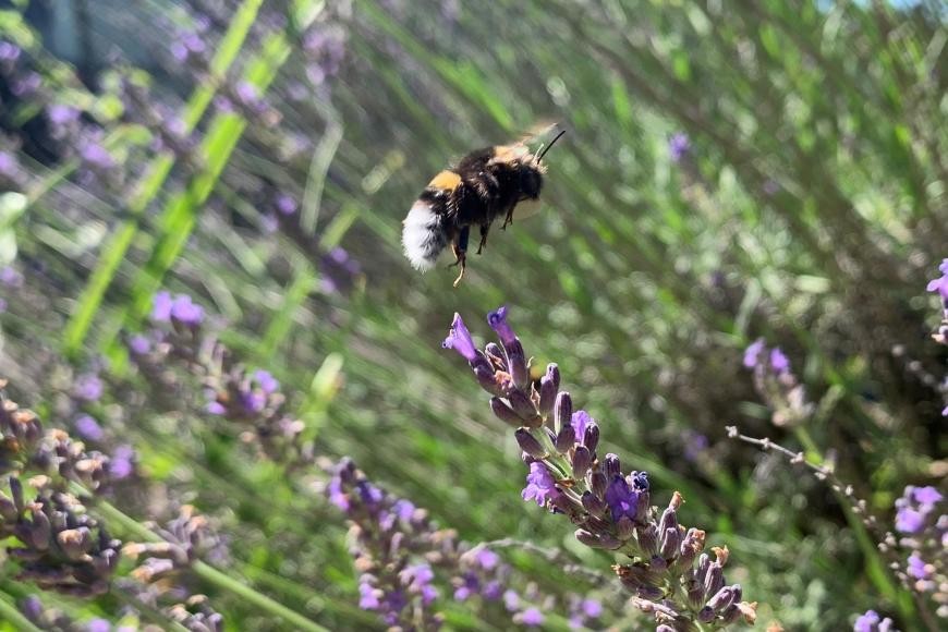Hummel im Anflug auf Lavendel