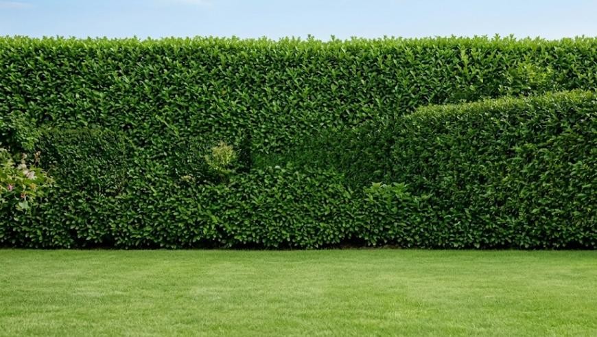  Bild einer Hecke (KI-generiert)