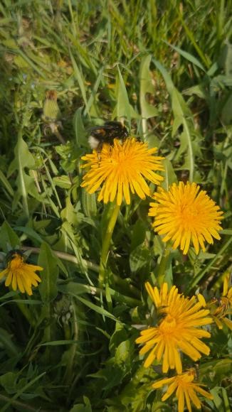 Hummel auf Löwenzahn Hummel auf Löwenzahn