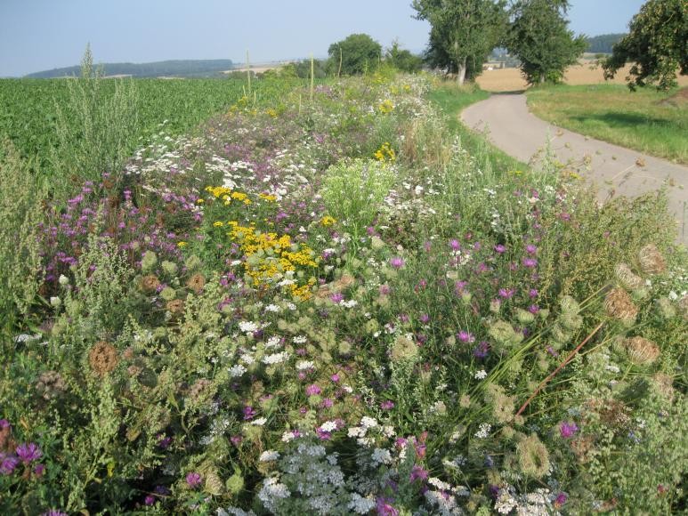 Bildinformation (Quelle: Landratsamt Rhein-Neckar-Kreis) Blühflächen wie diese zeigen, wie durch gezielte Maßnahmen neue Lebensräume für Insekten und andere Tierarten in der Agrarlandschaft entstehen können. Bildinformation (Quelle: Landratsamt Rhein-Neckar-Kreis) Blühflächen wie diese zeigen, wie durch gezielte Maßnahmen neue Lebensräume für Insekten und andere Tierarten in der Agrarlandschaft entstehen können.