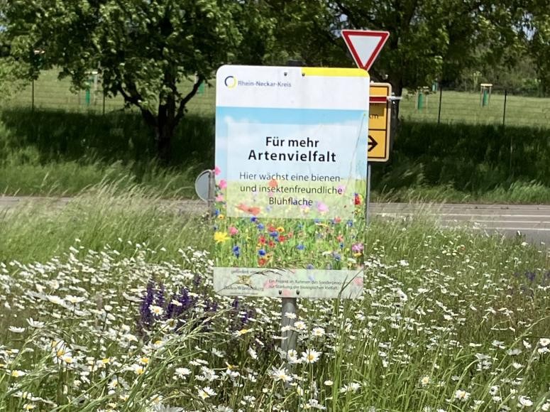 Blühende Wiese neben einer Straße (Landratsamt Rhein-Neckar-Kreis) Blühende Wiese neben einer Straße (Landratsamt Rhein-Neckar-Kreis)
