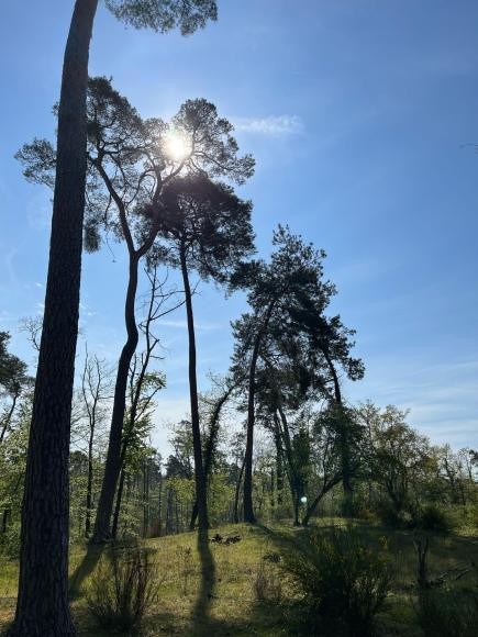 Sonne hinter Bäumen