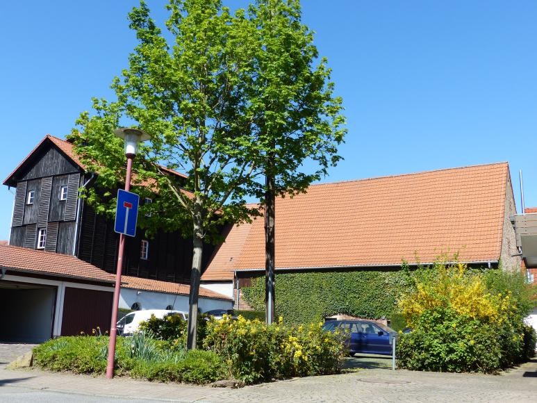 Baum im öffentlichen Raum (Symbolbild)