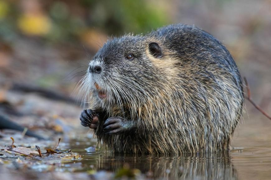 Nutria (Myocastor coypus) (Quelle: Rolfes/DJV)