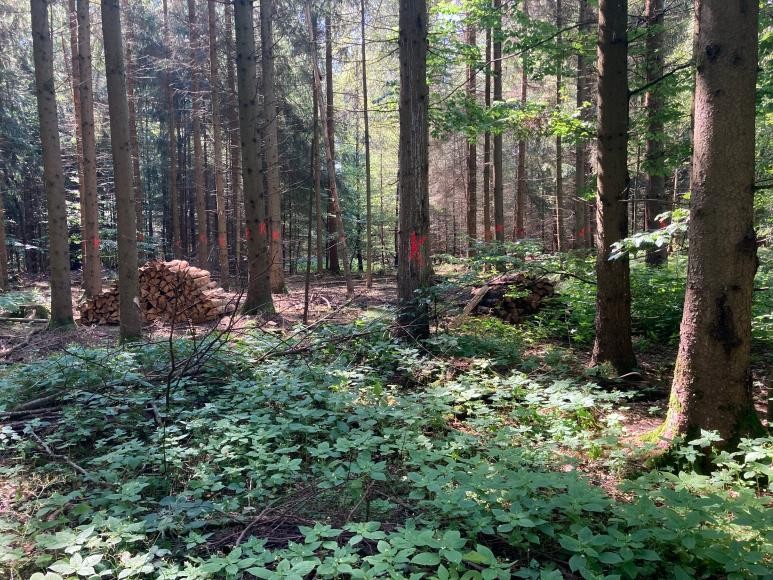 „K“ wie Käferbaum: Ein rotes „K“ kennzeichnet Fichten, die einen Borkenkäferbefall aufweisen. (Foto: Kreisforstamt) „K“ wie Käferbaum: Ein rotes „K“ kennzeichnet Fichten, die einen Borkenkäferbefall aufweisen. (Foto: Kreisforstamt)