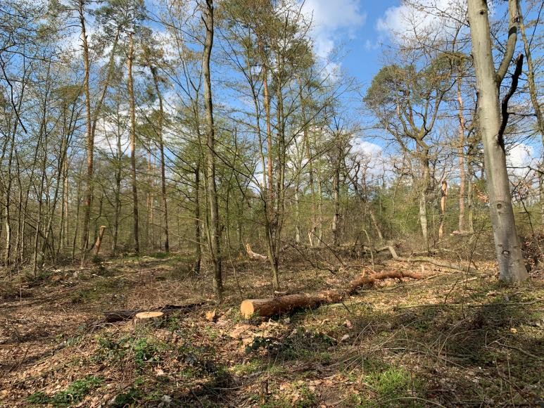 Oftersheimer Wald Oftersheimer Wald