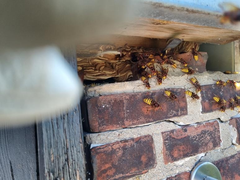 Hornissennest an Hauswand. (Quelle: Landratsamt Rhein-Neckar-Kreis) Wespen- und Hornissennester an Gebäuden sorgen im Sommer häufig für Verunsicherung. Nicht jedes Nest muss jedoch entfernt werden. Die Untere Naturschutzbehörde des Rhein-Neckar-Kreises empfiehlt, zunächst fachkundigen Rat einzuholen.