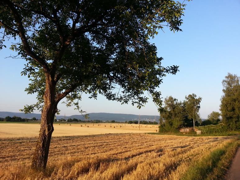 Baum auf einem Feld (Symbolbild) Baum auf einem Feld (Symbolbild)