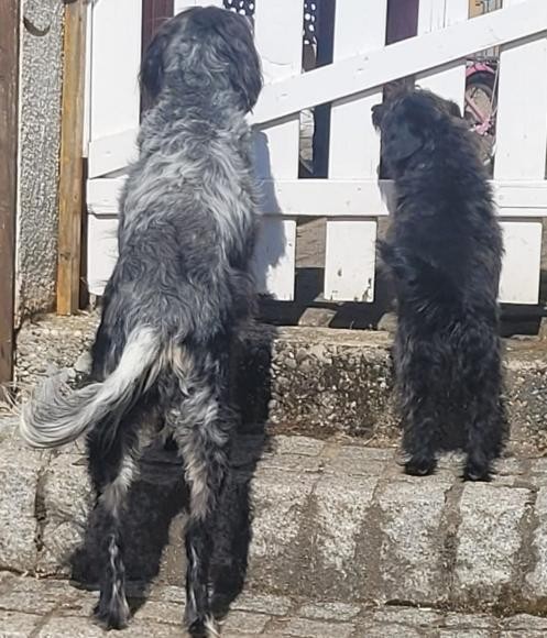 Zwei Hunde an einem Gartentor