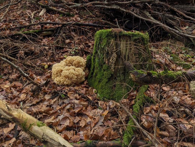 (Quelle: Landratsamt Rhein-Neckar-Kreis): Krause Glucke an einem alten Baumstumpf. (Quelle: Landratsamt Rhein-Neckar-Kreis): Krause Glucke an einem alten Baumstumpf.