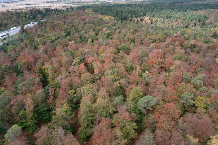 Flächig vertrocknete alte Buchen im Stadtwald Walldorf. Bildquelle: LRA RNK Flächig vertrocknete alte Buchen im Stadtwald Walldorf. Bildquelle: LRA RNK