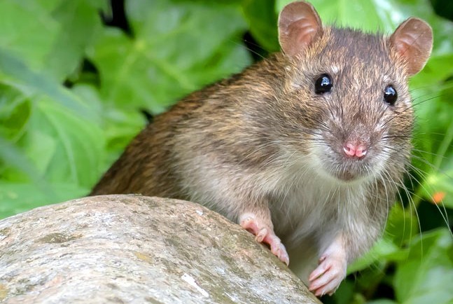 Wanderratte. Bild: NABU/Gaby Schröder